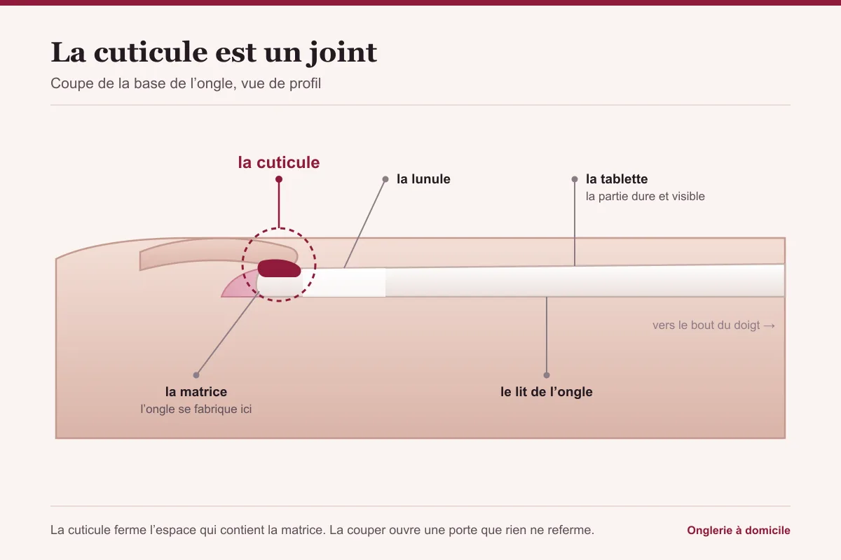 Schéma en coupe de la base d'un ongle, la cuticule soulignée en rouge entre le repli de peau et la tablette