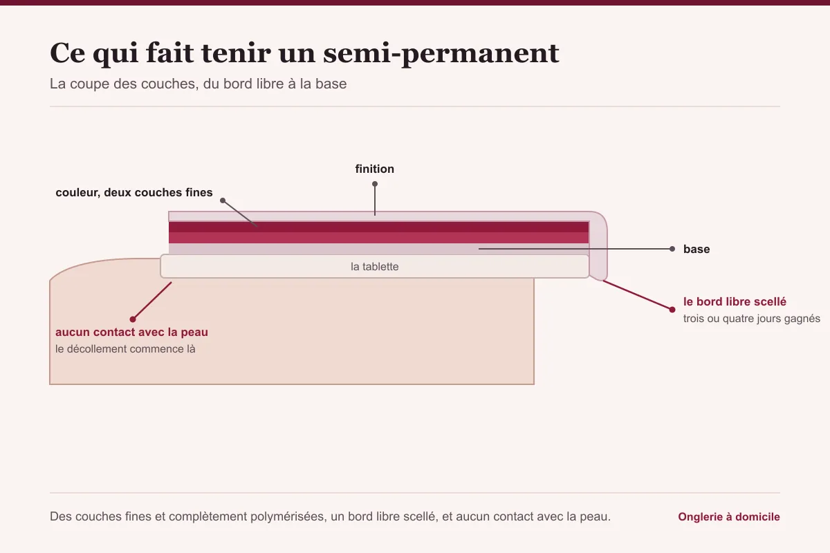 Coupe d'un ongle portant un semi-permanent, base, deux couches de couleur et finition englobant le bord libre
